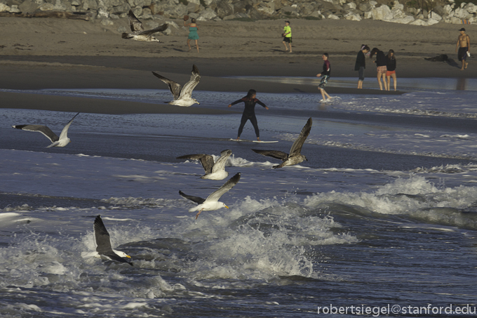 birds and people